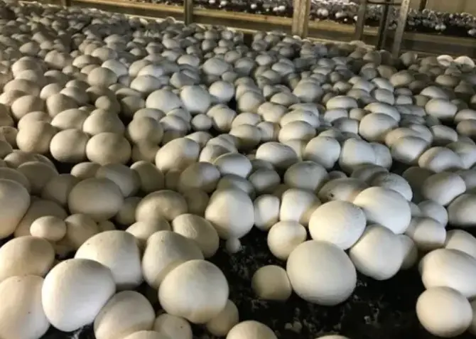 ಮನೆಯಲ್ಲಿಯೇ ಬೆಳೆಯಿರಿ ಲಕ್ಷ ಲಕ್ಷ ದುಡಿಯಿರಿ Mushroom Farming business 2023 In Kannada Anabe 